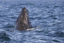 Cabeza de ballena jorobada sobre la superficie del agua del océano - foto de stock