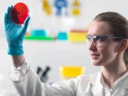 Scientifique observant des cultures cellulaires poussant dans des boîtes de Pétri en laboratoire — Photo de stock