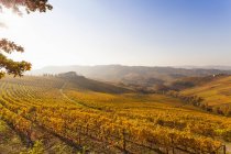 Landscape view with autumn vineyards at sunrise — Stock Photo