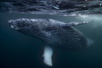 Горбатий кит, плавання під водою — стокове фото