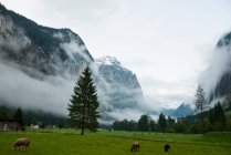 Sheep grazing in mountains — Stock Photo