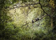 Три кольцехвостых лемура сидят на лесном дереве — стоковое фото