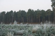 Scena della foresta in inverno — Foto stock