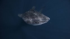 Tiburón ballena nadando bajo el agua - foto de stock