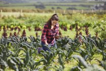 Frau im Gemüsegarten mit digitalem Tablet — Stockfoto