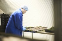 Arbeiter überwacht Saatgutbehälter in unterirdischer Tunnelgärtnerei, London, Großbritannien — Stockfoto