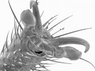 Цветной сканирующий электронный микрограф тарсуса жука-боксельдера — стоковое фото