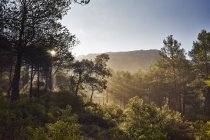 Солнце освещает зеленые деревья с холмом и ясным голубым небом — стоковое фото