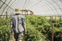Rear view of man in hat walking through greenhouse — Stock Photo