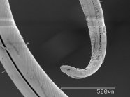 Scansione micrografo elettronico della proboscide della falena della sfingide — Foto stock