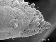 Сканирующий электронный микрограф головы солдатской мухи — стоковое фото