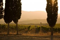 Peaceful scene with vineyard and mediterranean cypress trees at sunset in tuscany, italy — Stock Photo
