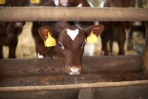Bezerro olhando através de cerca em galpão de gado — Fotografia de Stock