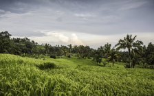 Terrasse de riz vert Jatiluwih, Bali, Indonésie — Photo de stock
