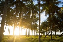 Palm trees on green field in bright evening sunlight — Stock Photo