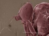 Coloured scanning electron micrograph of leaf miner fly head — Stock Photo
