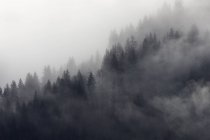 Misty forest, Murren, Bernese Oberland, Switzerland — Stock Photo