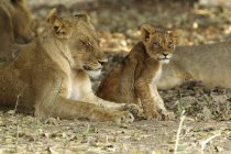 Lioness or Panthera leo with cub in mana pools national park, zimbabwe — Stock Photo