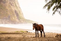 Passeio a cavalo na praia — Fotografia de Stock