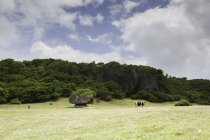 Vacche al pascolo su campo verde sotto cielo nuvoloso — Foto stock