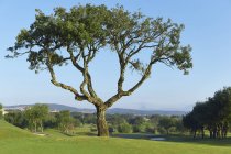 Велике дерево на полі для гольфу в яскравому сонячному світлі — стокове фото