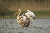 Grandes pelicanos brancos empoleirados em galho de árvore no rio — Fotografia de Stock