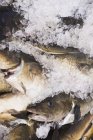 Close up of Fresh cod on ice — Stock Photo