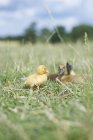 Baby chick and ducklings on green grass, close up shot — Stock Photo