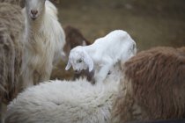 Goats and goat kid, Ibri, Az Zahira, Oman, Middle East — Stock Photo
