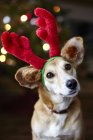 Primer plano disparo de perro con orejas de renos de Navidad - foto de stock