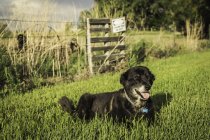 Собака лежит на зеленой траве на ферме — стоковое фото