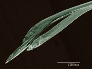 Цветной сканирующий электронный микрограф полости рта жука-боксельдера — стоковое фото