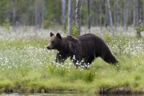 Urso marrom caminhando na floresta perto de kuhmo, Finlândia — Fotografia de Stock