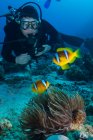 Scuba diver looking at Clownfish (amphiprion bicinctus), Marsa Alam, Egypt — Stock Photo
