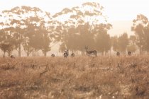 Springbockherde auf Hügel, stellenbosch, Südafrika — Stockfoto