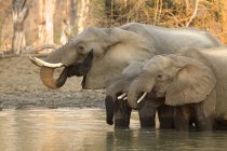 Éléphants d'Afrique ou Loxodonta africana au point d'eau dans les piscines de mana parc national, zimbabwe — Photo de stock