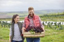 Пара на ферме держит свежесобранный салат в деревянном ящике — стоковое фото
