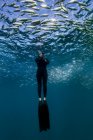 Diver swimming through shoal of sardines, Port St. Johns, South Africa — Stock Photo