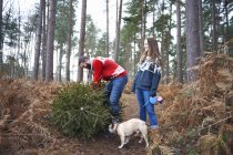 Young couple and dog lifting Christmas tree in woods — Stock Photo