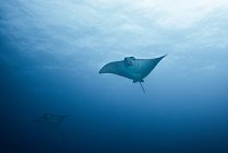 Two manta rays swimming under blue water — Stock Photo