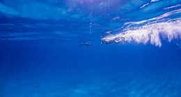 Taucher folgen Atlantik-Tümmlern über Meeresboden — Stockfoto