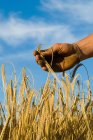 Cropped image of Hand holding barley — Stock Photo