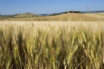 Campo de trigo, Val d 'Orcia, Siena, Toscana, Italia - foto de stock