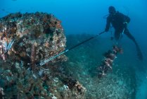 Diver collects invasive lionfish from local reef — Stock Photo