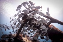 Подводный вид школы лоукостеров, плавающих вокруг обломков, Ломбок, Индонезия — стоковое фото