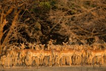 Manada vigilante de impalas en el Parque Nacional Mana Pools, Zimbabue - foto de stock