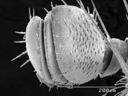 Micrographie électronique à balayage de l'antenne du scarabée japonais — Photo de stock