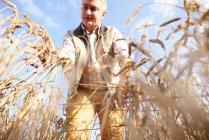 Фермер с пшеничным полем проверяет качество пшеницы — стоковое фото