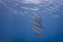 Schwarmfische schwimmen unter blauem Wasser — Stockfoto
