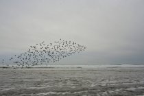Flock of birds flying over water at dusk — Stock Photo